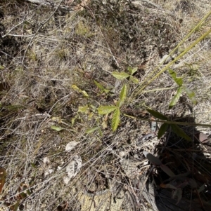 Cullen microcephalum at Rendezvous Creek, ACT - 27 May 2023 11:23 AM