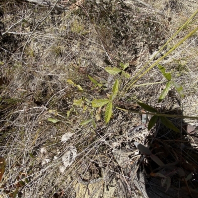 Cullen microcephalum (Dusky Scurf-pea) at Namadgi National Park - 27 May 2023 by Tapirlord