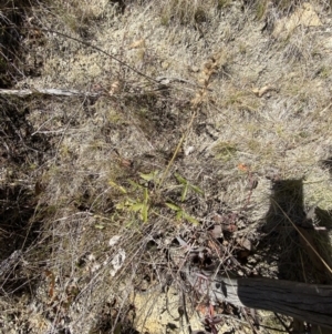 Cullen microcephalum at Rendezvous Creek, ACT - 27 May 2023 11:23 AM