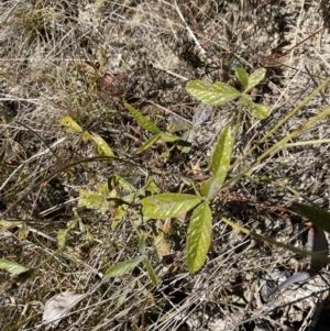 Cullen microcephalum at Rendezvous Creek, ACT - 27 May 2023 11:23 AM