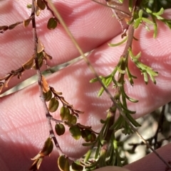 Brachyscome rigidula (Hairy Cut-leaf Daisy) at Rendezvous Creek, ACT - 27 May 2023 by Tapirlord