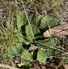 Cymbonotus sp. (preissianus or lawsonianus) (Bears Ears) at Namadgi National Park - 27 May 2023 by Tapirlord