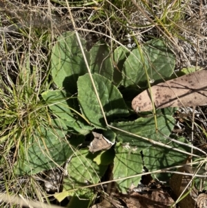 Cymbonotus sp. (preissianus or lawsonianus) at Rendezvous Creek, ACT - 27 May 2023