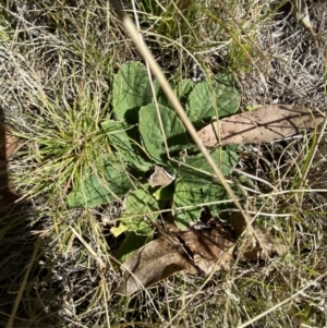 Cymbonotus sp. (preissianus or lawsonianus) at Rendezvous Creek, ACT - 27 May 2023