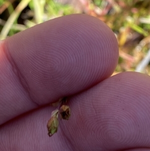 Hypericum gramineum at Rendezvous Creek, ACT - 27 May 2023 11:20 AM