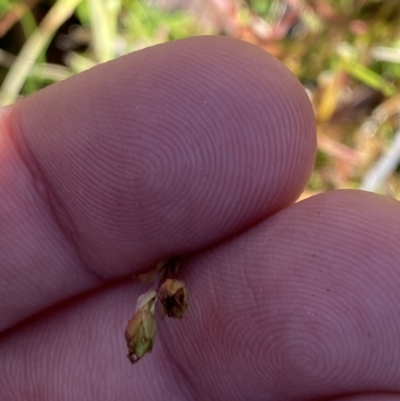 Hypericum gramineum (Small St Johns Wort) at Rendezvous Creek, ACT - 27 May 2023 by Tapirlord