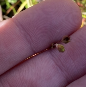 Hypericum gramineum at Rendezvous Creek, ACT - 27 May 2023