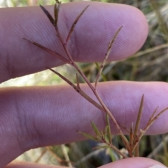 Haloragis heterophylla (Variable Raspwort) at Rendezvous Creek, ACT - 27 May 2023 by Tapirlord