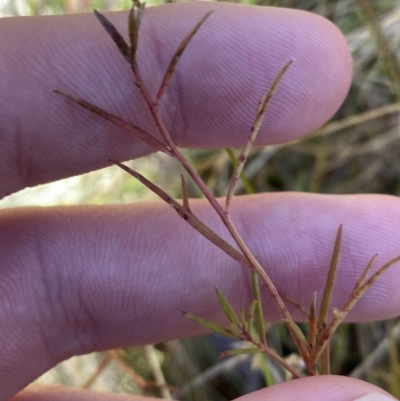 Haloragis heterophylla (Variable Raspwort) at Namadgi National Park - 27 May 2023 by Tapirlord