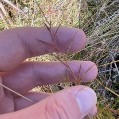 Haloragis heterophylla at Rendezvous Creek, ACT - 27 May 2023