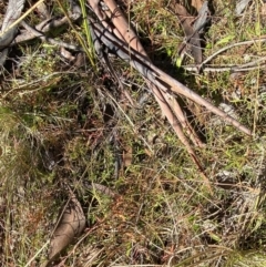 Haloragis heterophylla at Rendezvous Creek, ACT - 27 May 2023