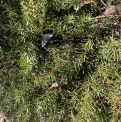 Persoonia chamaepeuce (Dwarf Geebung) at Rendezvous Creek, ACT - 27 May 2023 by Tapirlord