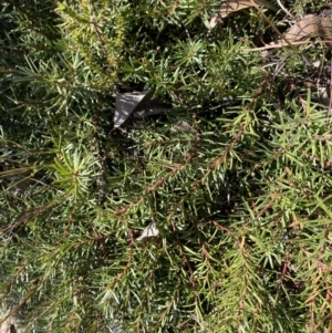 Persoonia chamaepeuce at Rendezvous Creek, ACT - 27 May 2023