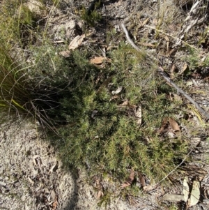 Persoonia chamaepeuce at Rendezvous Creek, ACT - 27 May 2023 11:18 AM