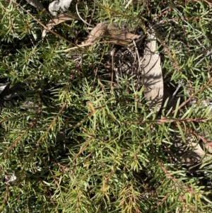 Persoonia chamaepeuce at Rendezvous Creek, ACT - 27 May 2023 11:18 AM