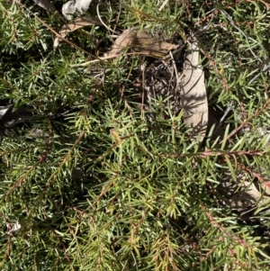 Persoonia chamaepeuce at Rendezvous Creek, ACT - 27 May 2023 11:18 AM