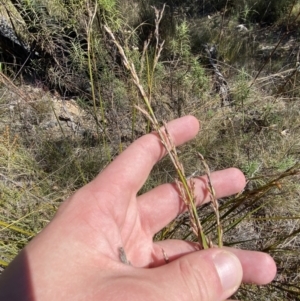 Lepidosperma laterale at Rendezvous Creek, ACT - 27 May 2023 11:17 AM