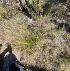 Lepidosperma laterale at Rendezvous Creek, ACT - 27 May 2023