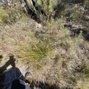 Lepidosperma laterale at Rendezvous Creek, ACT - 27 May 2023