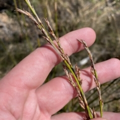 Lepidosperma laterale at Rendezvous Creek, ACT - 27 May 2023