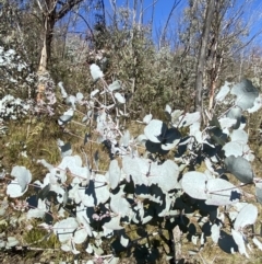 Eucalyptus rubida subsp. rubida (Candlebark) at Rendezvous Creek, ACT - 27 May 2023 by Tapirlord