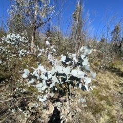 Eucalyptus rubida subsp. rubida at Namadgi National Park - 27 May 2023