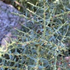 Daviesia ulicifolia subsp. ruscifolia (Broad-leaved Gorse Bitter Pea) at Namadgi National Park - 27 May 2023 by Tapirlord