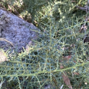 Daviesia ulicifolia subsp. ruscifolia at Rendezvous Creek, ACT - 27 May 2023