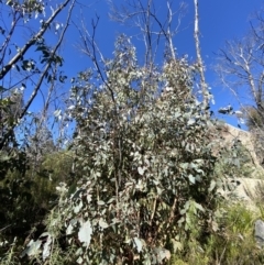 Eucalyptus dives (Broad-leaved Peppermint) at Rendezvous Creek, ACT - 27 May 2023 by Tapirlord