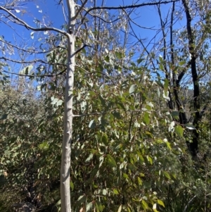 Eucalyptus dives at Rendezvous Creek, ACT - 27 May 2023