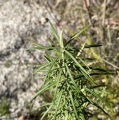 Cassinia longifolia (Shiny Cassinia, Cauliflower Bush) at Namadgi National Park - 27 May 2023 by Tapirlord