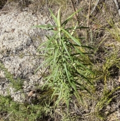 Cassinia longifolia at Rendezvous Creek, ACT - 27 May 2023