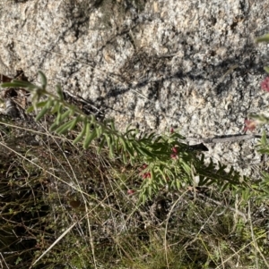 Grevillea lanigera at Rendezvous Creek, ACT - 27 May 2023