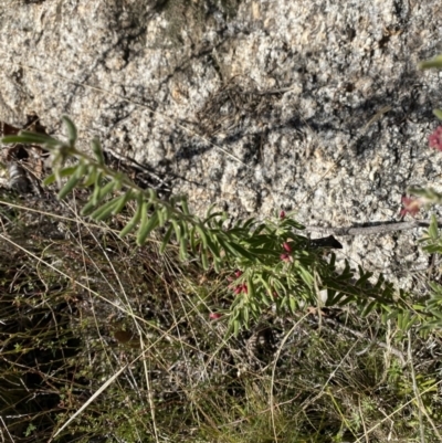 Grevillea lanigera (Woolly Grevillea) at Namadgi National Park - 27 May 2023 by Tapirlord