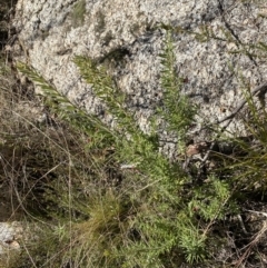 Grevillea lanigera at Rendezvous Creek, ACT - 27 May 2023