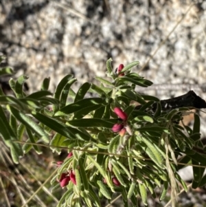 Grevillea lanigera at Rendezvous Creek, ACT - 27 May 2023