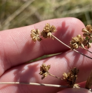 Juncus vaginatus at Rendezvous Creek, ACT - 27 May 2023