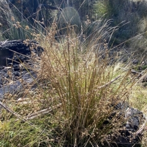 Juncus vaginatus at Rendezvous Creek, ACT - 27 May 2023 11:11 AM