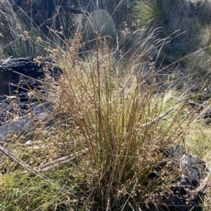 Juncus vaginatus at Rendezvous Creek, ACT - 27 May 2023