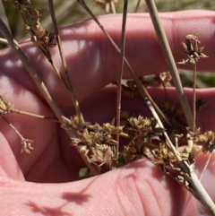 Juncus vaginatus at Rendezvous Creek, ACT - 27 May 2023