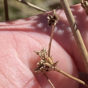 Juncus vaginatus at Rendezvous Creek, ACT - 27 May 2023