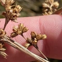 Juncus vaginatus at Rendezvous Creek, ACT - 27 May 2023