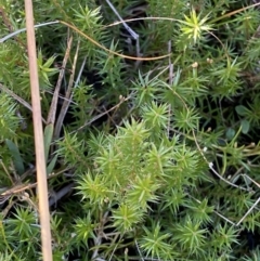 Acrotriche serrulata (Ground-berry) at Rendezvous Creek, ACT - 27 May 2023 by Tapirlord