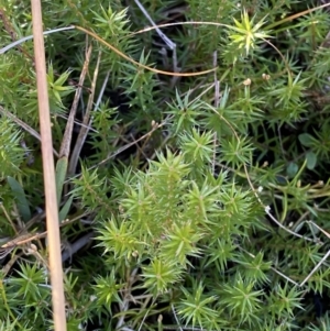 Acrotriche serrulata at Rendezvous Creek, ACT - 27 May 2023 11:10 AM