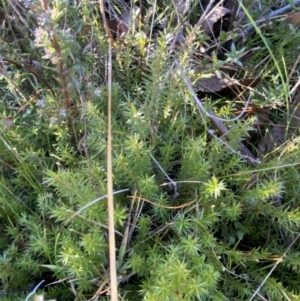 Acrotriche serrulata at Rendezvous Creek, ACT - 27 May 2023 11:10 AM