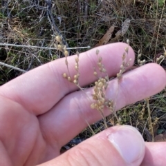 Juncus subsecundus (Finger Rush) at Rendezvous Creek, ACT - 27 May 2023 by Tapirlord