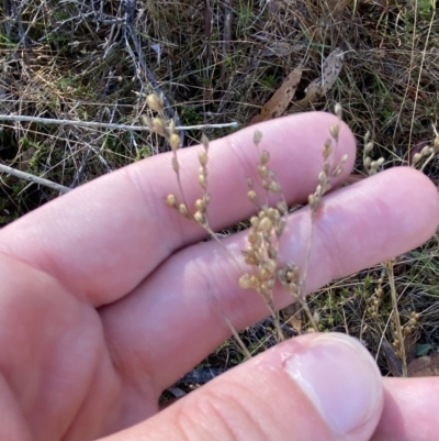 Juncus subsecundus (Finger Rush) at Rendezvous Creek, ACT - 27 May 2023 by Tapirlord