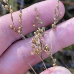 Juncus subsecundus at Rendezvous Creek, ACT - 27 May 2023