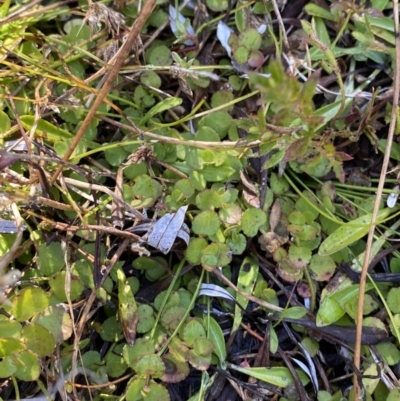 Gonocarpus micranthus subsp. micranthus (Creeping Raspwort) at Rendezvous Creek, ACT - 27 May 2023 by Tapirlord