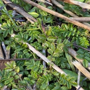 Acaena novae-zelandiae at Rendezvous Creek, ACT - 27 May 2023